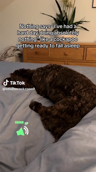 Cockapoo Shows Classic Lazy Dog Behavior