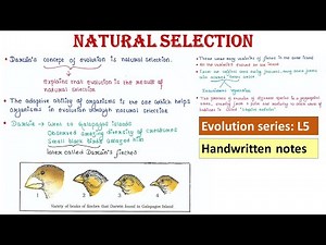Natural selection | Handwritten notes