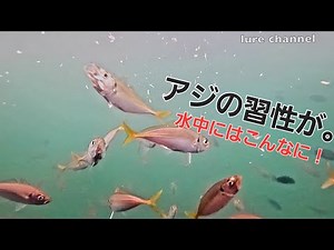 アジングをする方、特にアジンガーなら一度は見ておきたいアジの世界。習性が【水中映像釣り】