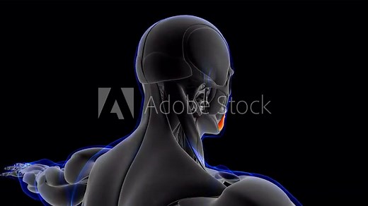 Depressor Anguli Oris Muscle Anatomy For Medical Concept Loopable 3D Illustration