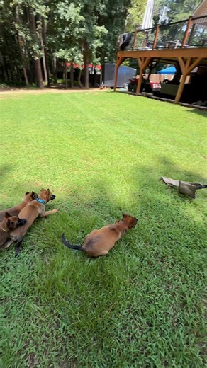 8 week old Quelle and Villi pups. They definitely do not lack prey drive ❤️ #belgianmalinois | Belgian Malinois Kennel "Chien Policier"