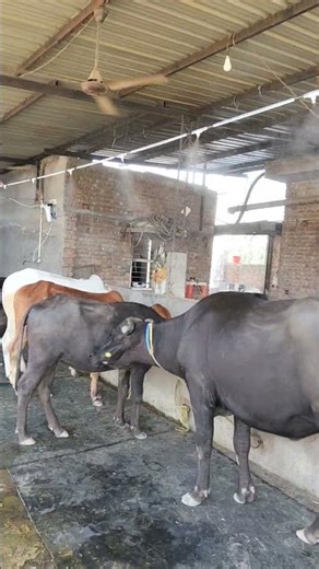 शिक्षा नौकरी करने के लिए नहीं है शिक्षा दिमाग को जिंदा करने के लिए और जिंदा दिमाग कुछ भी करेगा #cow