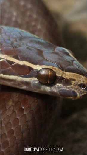 Why Brown House Snakes Are Perfect Predators #nature #snakes #wildlife