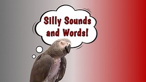 18K views · 1.1K reactions | Einstein and Marcia have an adorable conversation filled with playful banter, funny noises, and sweet moments. From mimicking sounds to inventing new phrases, Einstein's interactions with Marcia are sure to bring a smile to your face. Watch as they exchange greetings, and silly sounds in this heartwarming bird-human interaction. | Einstein the Talking Texan Parrot | Facebook