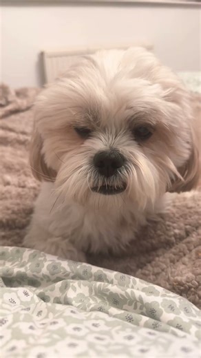 #pets #snuggly #cute