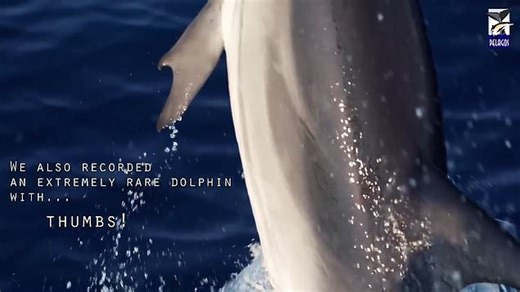 Scientists have discovered a dolphin with thumbs