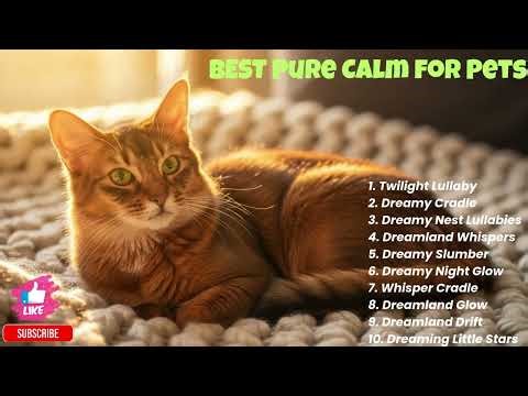 Somali Cat's Unbelievable Comeback: Watch This Emotional Recovery!