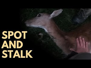 Sambar stag surprise: Fallow deer hunt, 4k Victoria