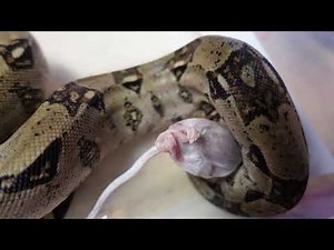 Feeding a young Boa Constrictor a mouse