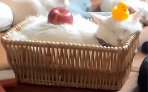 Roblox aopg各毕业伤害测试（大狗狗版本）