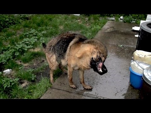 Dog Shaking Off Water In Slow Motion - German Shepherd Dog