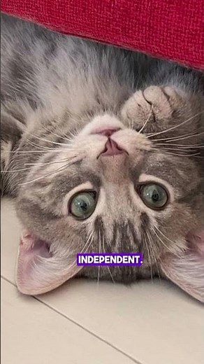 Advantages Of Cats As Pets 🐱 #cat