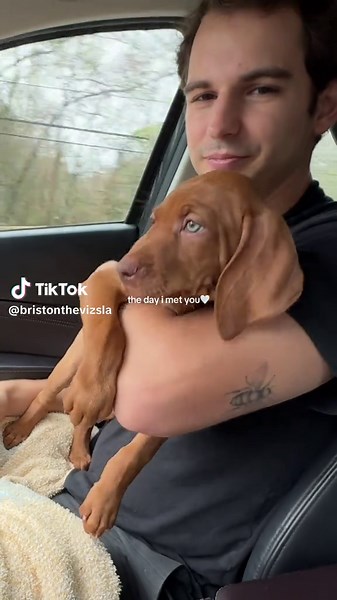 El día que adoptamos a nuestro cachorro Vizsla