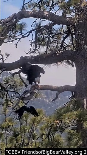 OUCH! 😬 Raven Lands a CLEAN HIT on Shadow #fobbv #eaglefamily #shadoweagle #wildlife #baldeagle