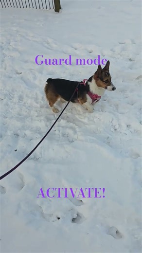 Nori protects this house! #corgi #doggielife #cute #puppy