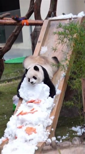 Playful Panda Sliding in Snow | Cute Panda Fun Moments 🐼❄️