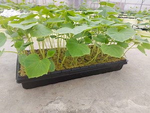 [Hot Item] Rockwool for Seedling Hydroponic Greenhouse Farming 3X3X4 Rock Wool Cubes