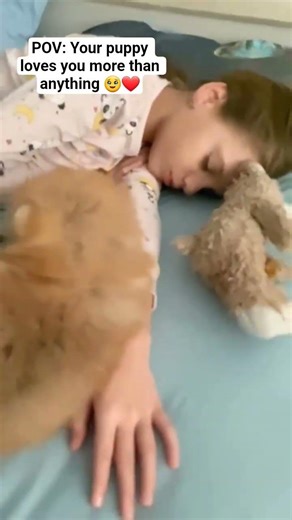 When Your Puppy Refuses to Leave You 😭🐶 #pomeranian #pets #shorts