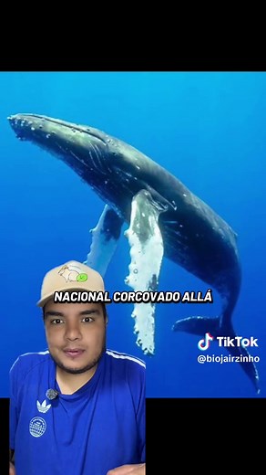 Los animales más grandes del mundo: las ballenas
