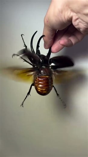 #rhinoceros #beetle flying