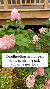 Snip, snip! You will be so glad you deadheaded your hydrangeas next blooming season. For more deadheading tips, head to the link in our bio. | The Spruce