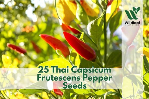 25 Thai Capsicum Frutescens Pepper Seeds for Planting - Etsy