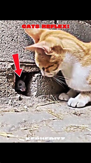 Turtle reflex vs Cat reflex 🤯💯 #shorts #cat #reflex #turtle #phonk #edit