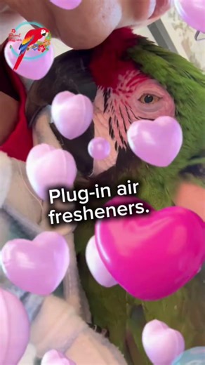 Parrot 🦜 Cuddeles & Safety: You Never Smelled It Coming | #parrot_bliss #parrot