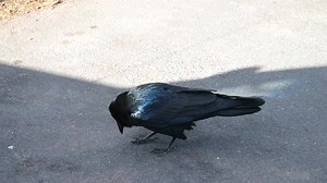 36K views · 1.6K reactions | What does the raven say? You have probably seen, and even heard, the curious and entertaining raven during your visit to the canyon. What other sounds of wildlife to you enjoy hearing? (NPS video mm) | Grand Canyon National Park | Facebook