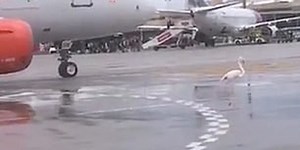 The plane slowed down because of a flamingo that was moving slowly on the runway (Video)