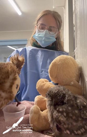 Did you know? - To avoid imprinting the young owls in our hospital, we place teddies and a mirror in their rehab pen so they don’t feel alone, and we also feed them with a puppet! This keeps them as wild as possible and gives them the best chance of a successful release. We’ve been caring for this adorable Little Owl in exactly this way - after being found alone and displaced on a farm after disruption from a wood chipper, with no parents or nest in sight, they were brought into our raptor hospi
