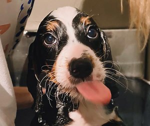 7 Best Toys For Bernedoodle Puppy - OodleLife®