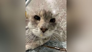 Old Lady Nubs- PHS Pet of the Week