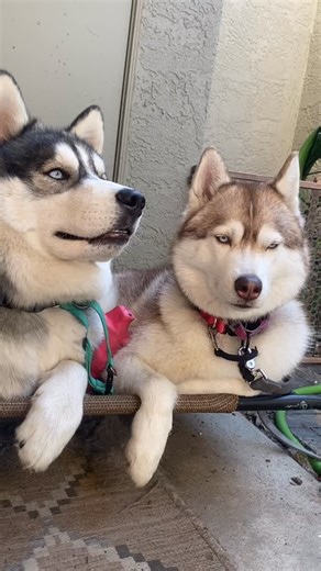 1.2K views · 137 reactions | Every Husky Deserves the Right Home ...