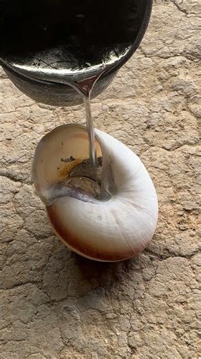 Molten Aluminum Snail Shell Casting Process Start to Finish #shorts #restoration #art