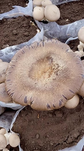 La perla dell’Etna su TikTok