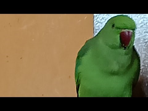 Dimpal Yadav 10.M views is live ringneck parrot live stream