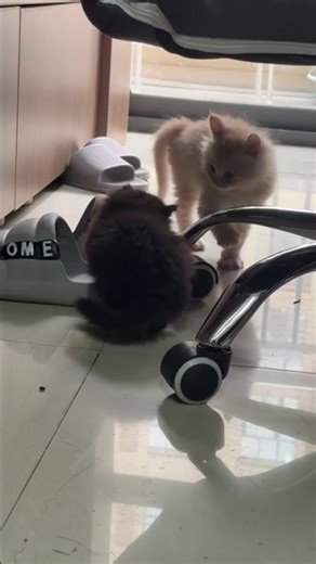 Cute kittens playing