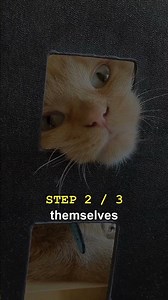 Why Your Cat Keeps Peeing Outside the Litter Box (And How to Stop It)