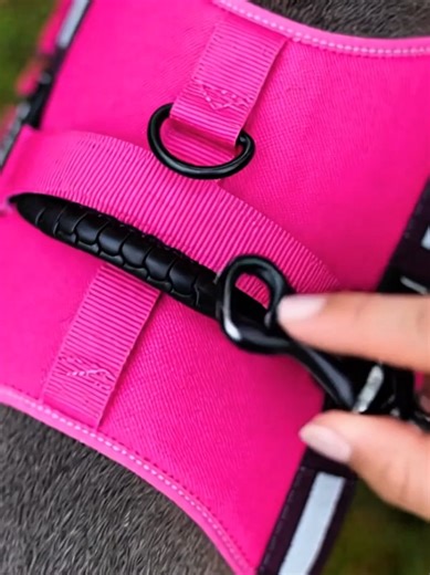 Durable and Comfy Dog Leash for Easy Walks