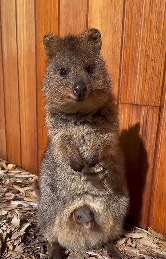 Quokkas are capable of running and jumping several times higher than their own height.