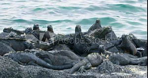 Black Sea Iguanas covering the rocks on Fernandina Island.
