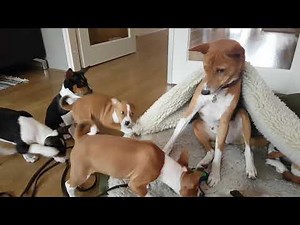 Basenji puppies yodeling
