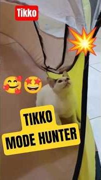 TIKKO MODE HUNTER #cat #funnyvideo #funny #funnyshorts #funnycats