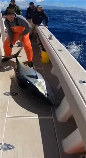 Shark Attacks Fisherman in New Smyrna Beach!