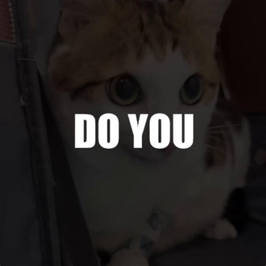 Uncle Bao's Life: A Celebration of Fun and Felines