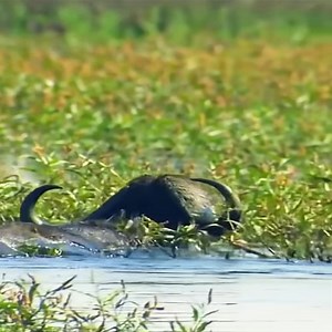 204K views · 188 reactions | I can’t wrap my head around this | Nông Dân 4.0 | Facebook