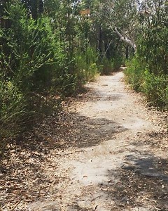 6.2K views · 66 reactions | Pretty Australian. Pretty much no one. #bushhike #visitnsw #sarahwilsonhikes | Sarah Wilson | Facebook