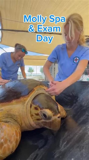 Molly is making great progress! She’s healing well from her surgeries, and Dr. Terry has officially discontinued her medications — one step closer to returning to the wild. 🐢🌊 Molly will be fitted with a satellite tag so you can follow along on her journey after release. Stay tuned for release details in the coming weeks! 💚📡 #molly #turtle #seaturtle #seaturtlehospital #seaturtleconservation #wildlife #turtles #savetheturtles #turtlesofinstagram #ocean #stem #floridakeys #florida #nature #an