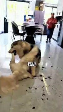 🐶🦆 “Dog vs Duck: The Cutest Battle You’ll See Today!” #dogs #duck